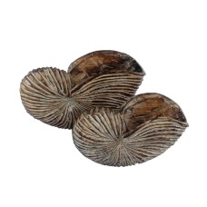 Wood Nautical Shell White Wash Set Of 2