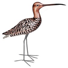 Wood Brown Godwit Bird 64 cm