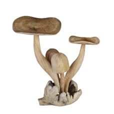 Parasite Wood Mushroom Four Clusters 20 cm