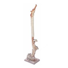 Parasite Wood Sea Horse On Base 50 cm